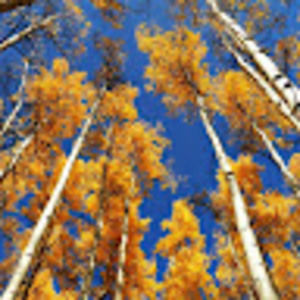 Meet your Posher, Maia